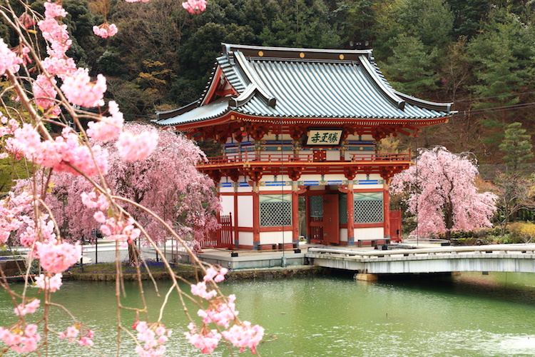 Temple Sakura