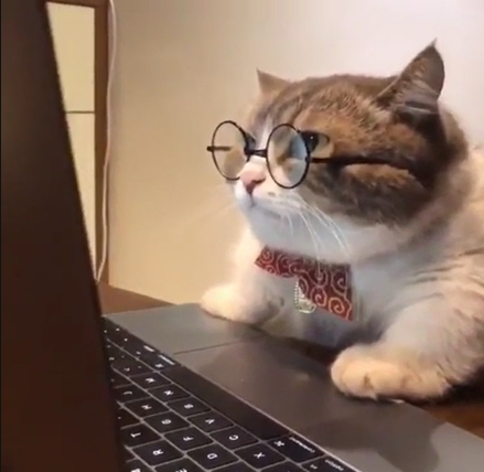 Cat on Computer