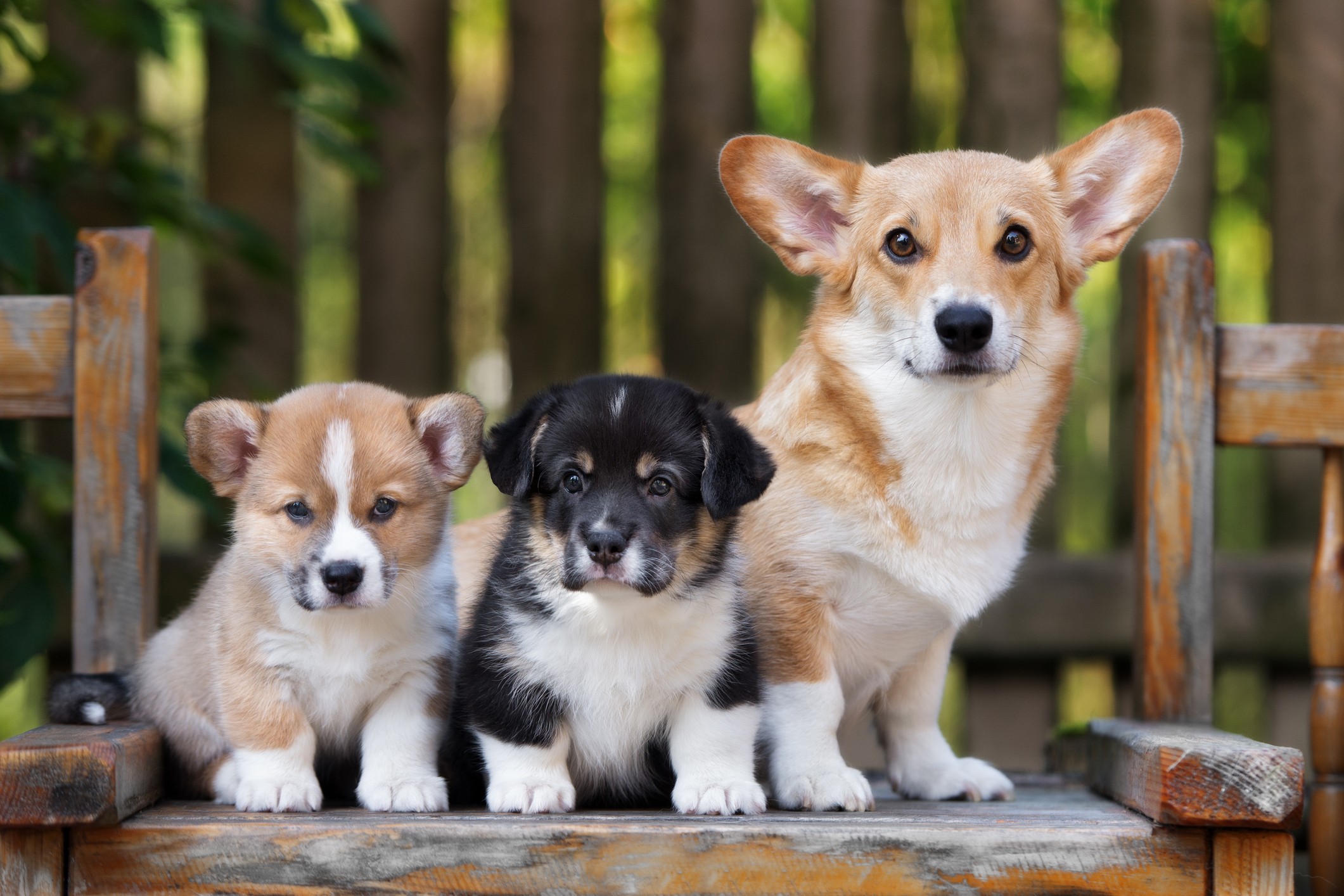 Puppies-corgi
