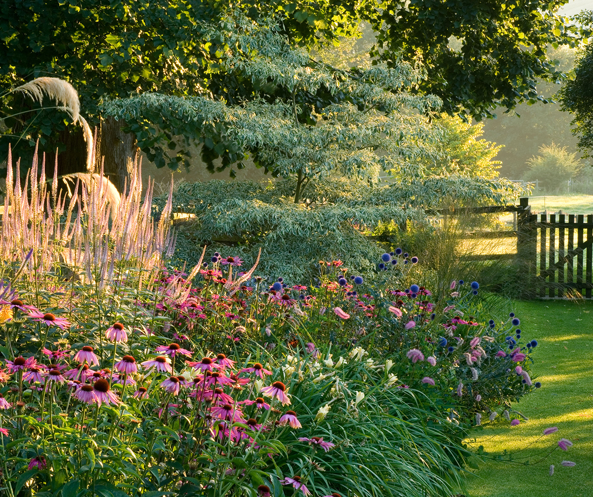 Large flowerbed in garden with golden sunshine.