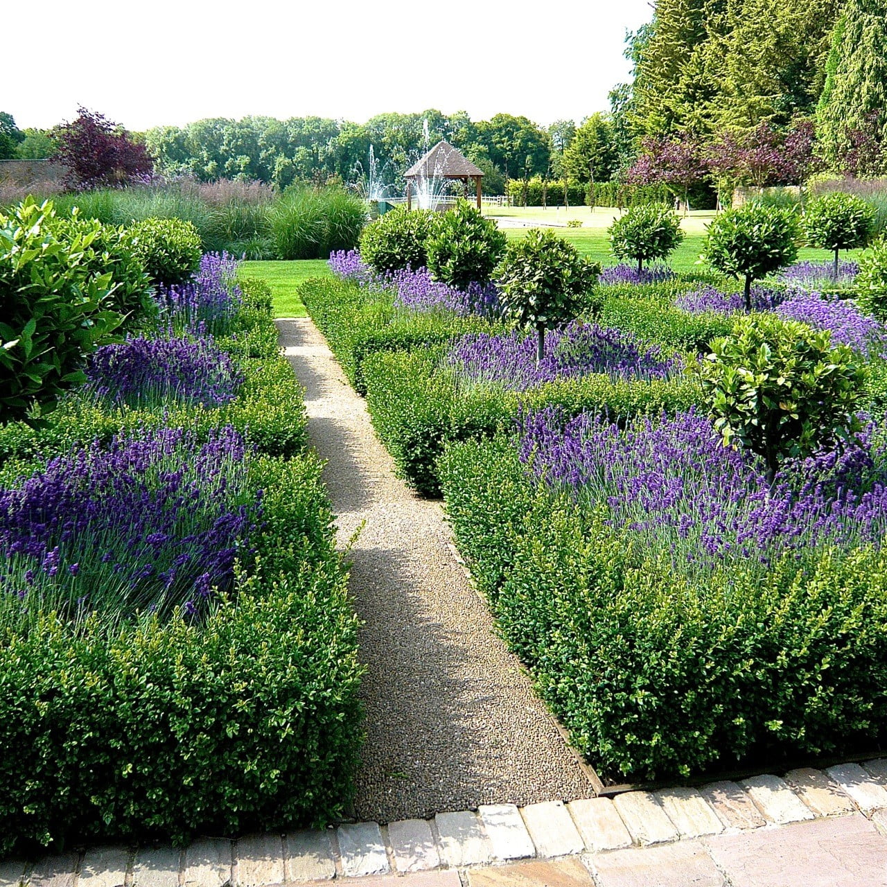 Traditional garden with rows of squared box-hedges, filled in with lavender and bay trees in the middle 