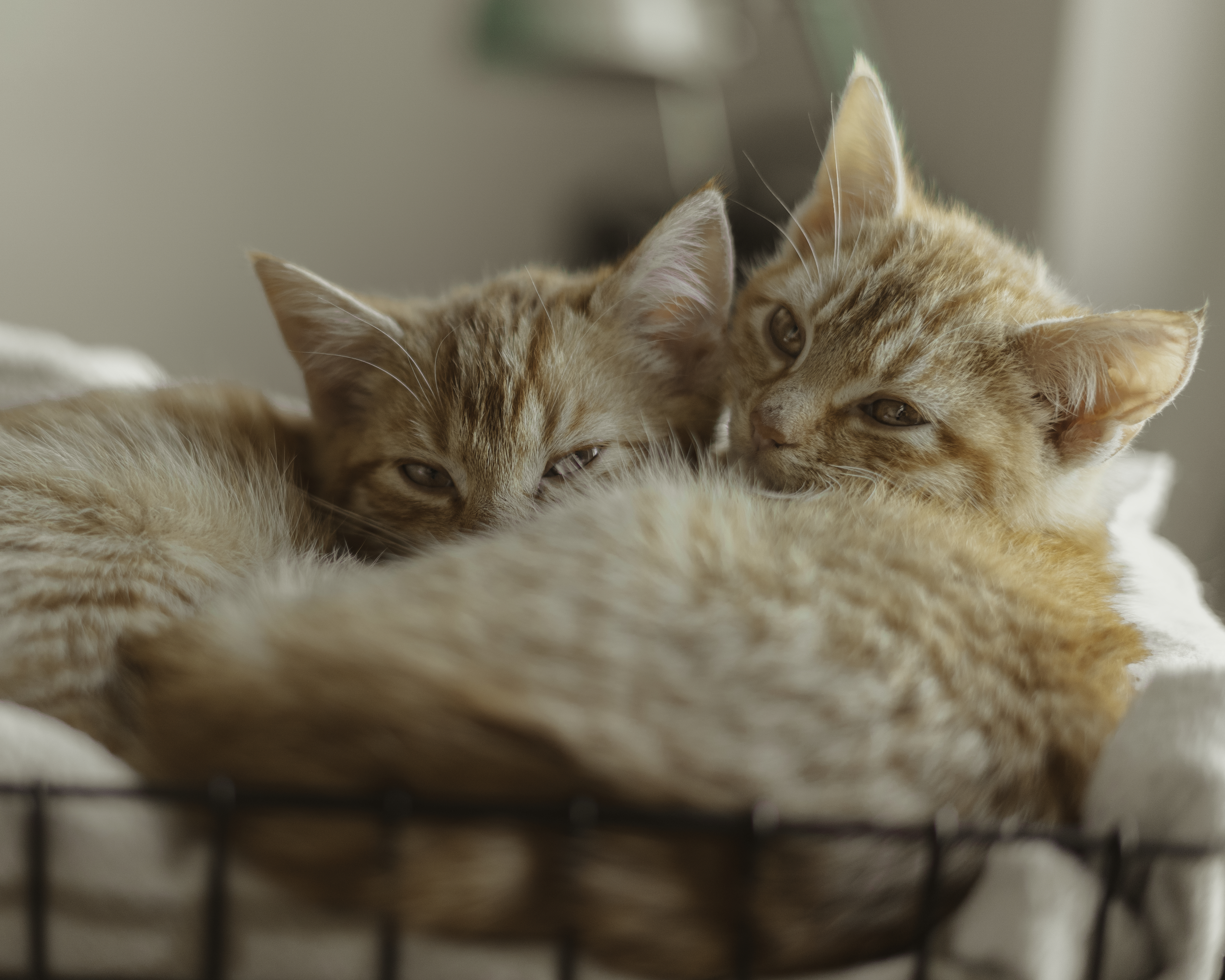 two tiny red tabby kittens cuddling