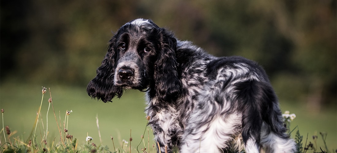 Cocker spaniel looking at the camera 