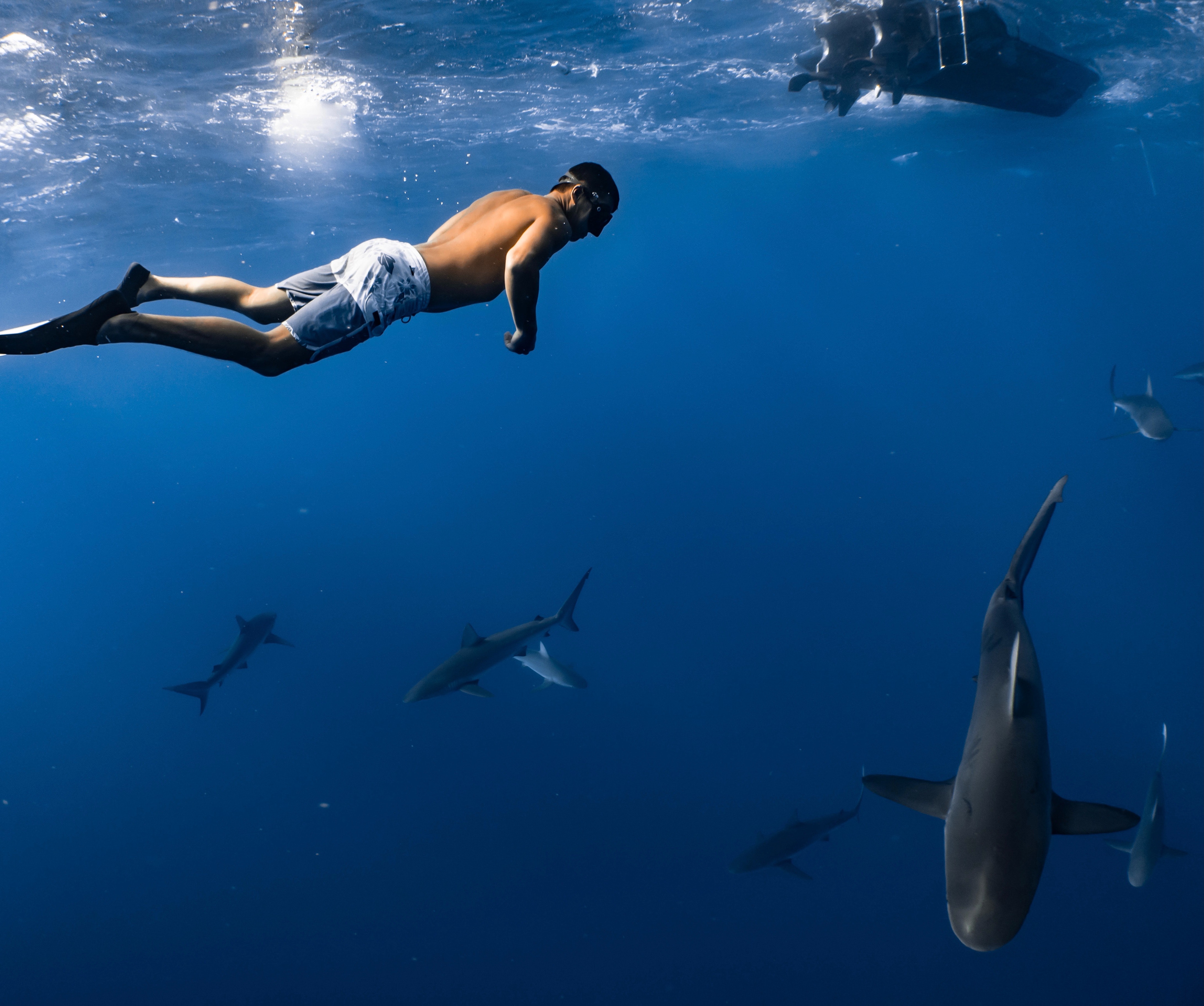 man diving with sharks