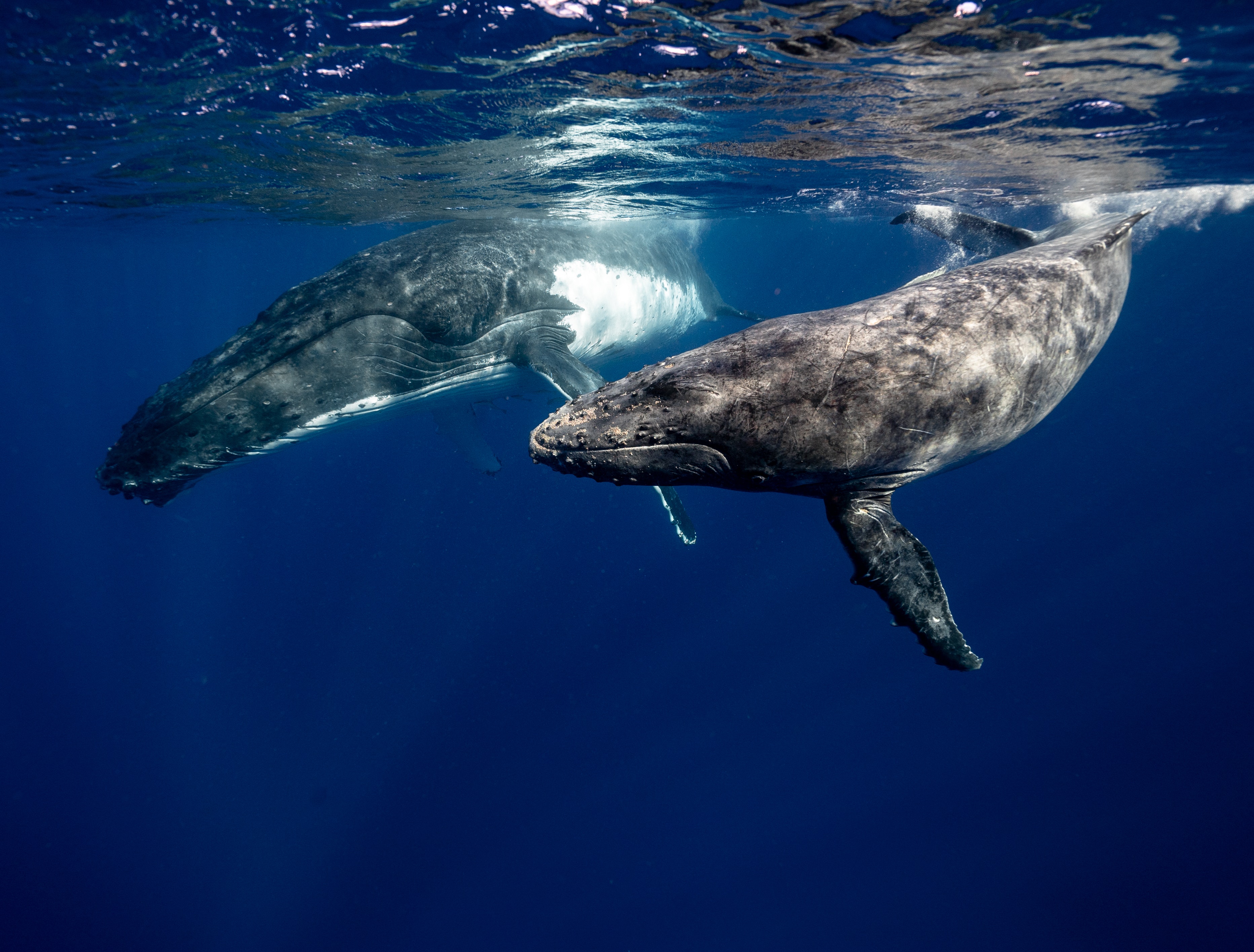 whales swimming