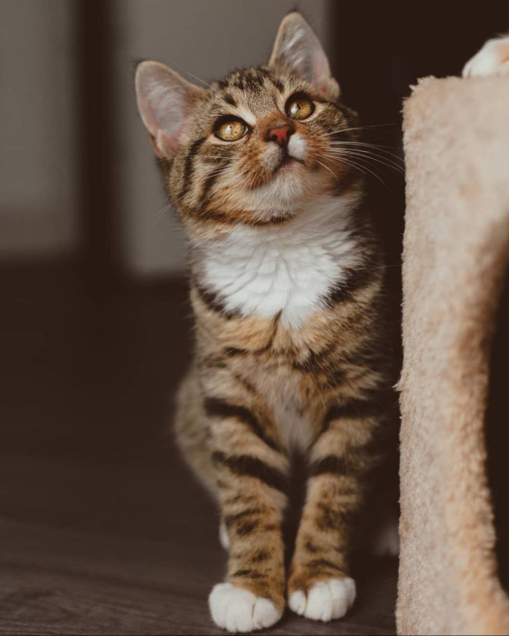 photo of a brown tabby kitten with a white belly