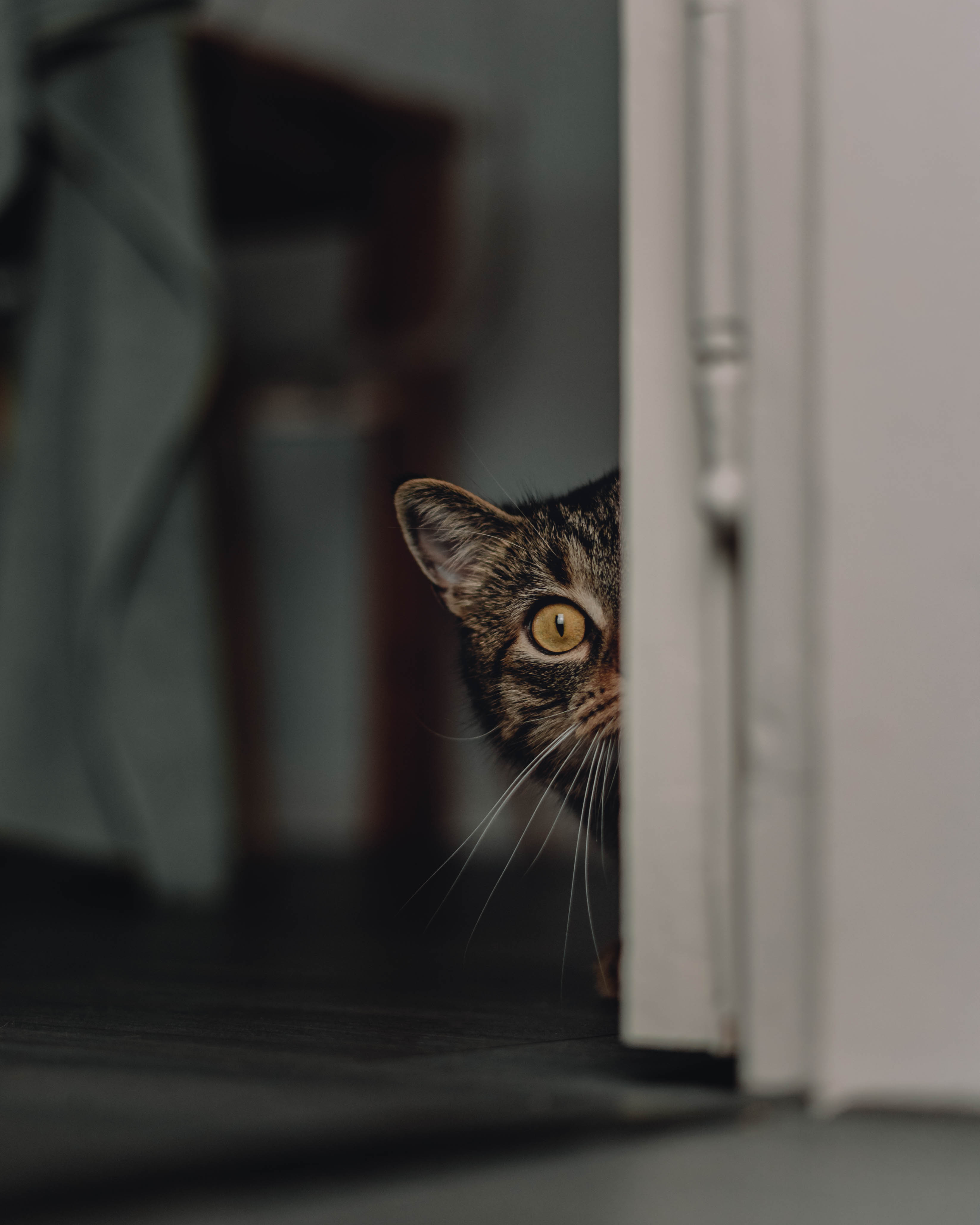 photo of an adult tabby cat