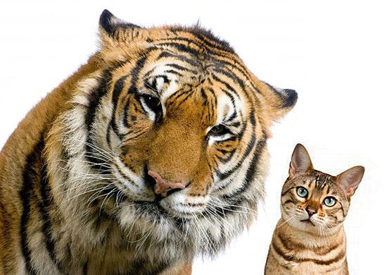 Tiger and cat