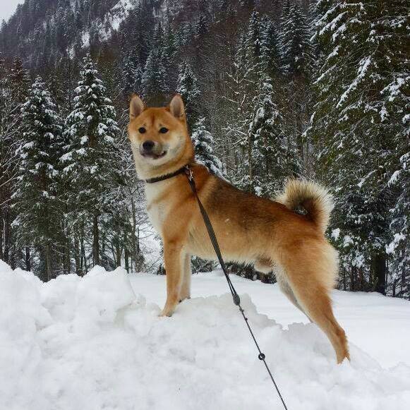 shiba inu in snow