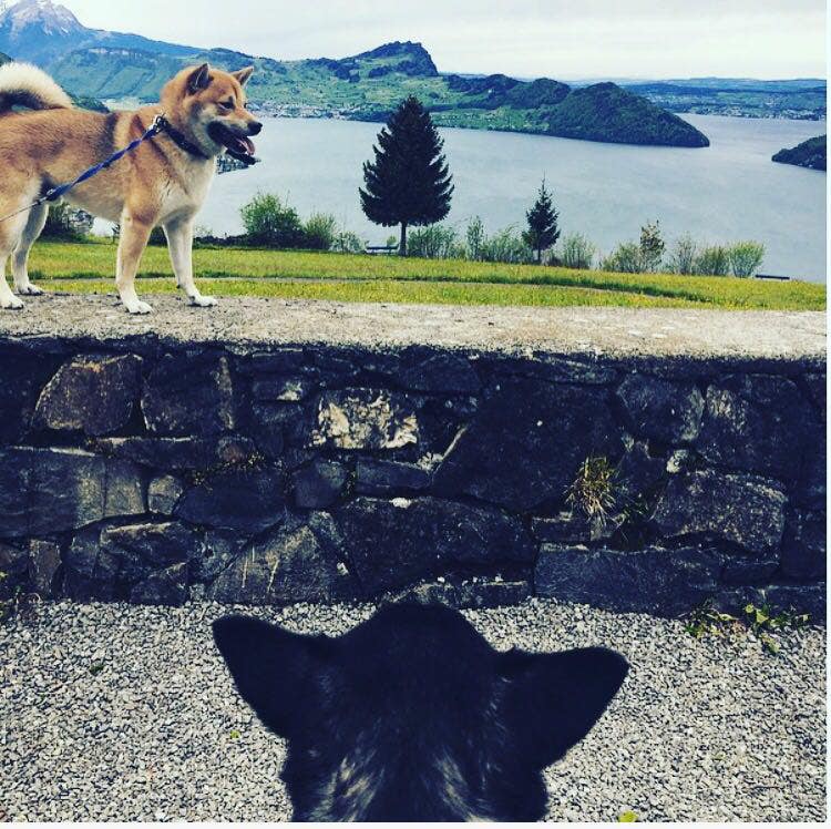 japanese dog breed shiba inu in the mountains
