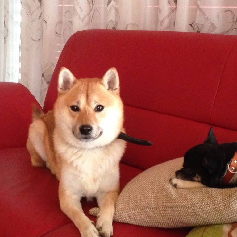 cute shiba inu posing on a couch