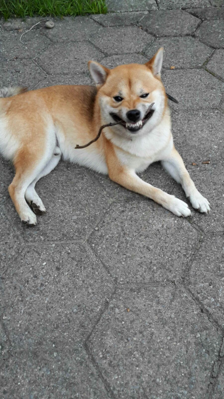Shiba Inu with wood stick in mouth making funny face