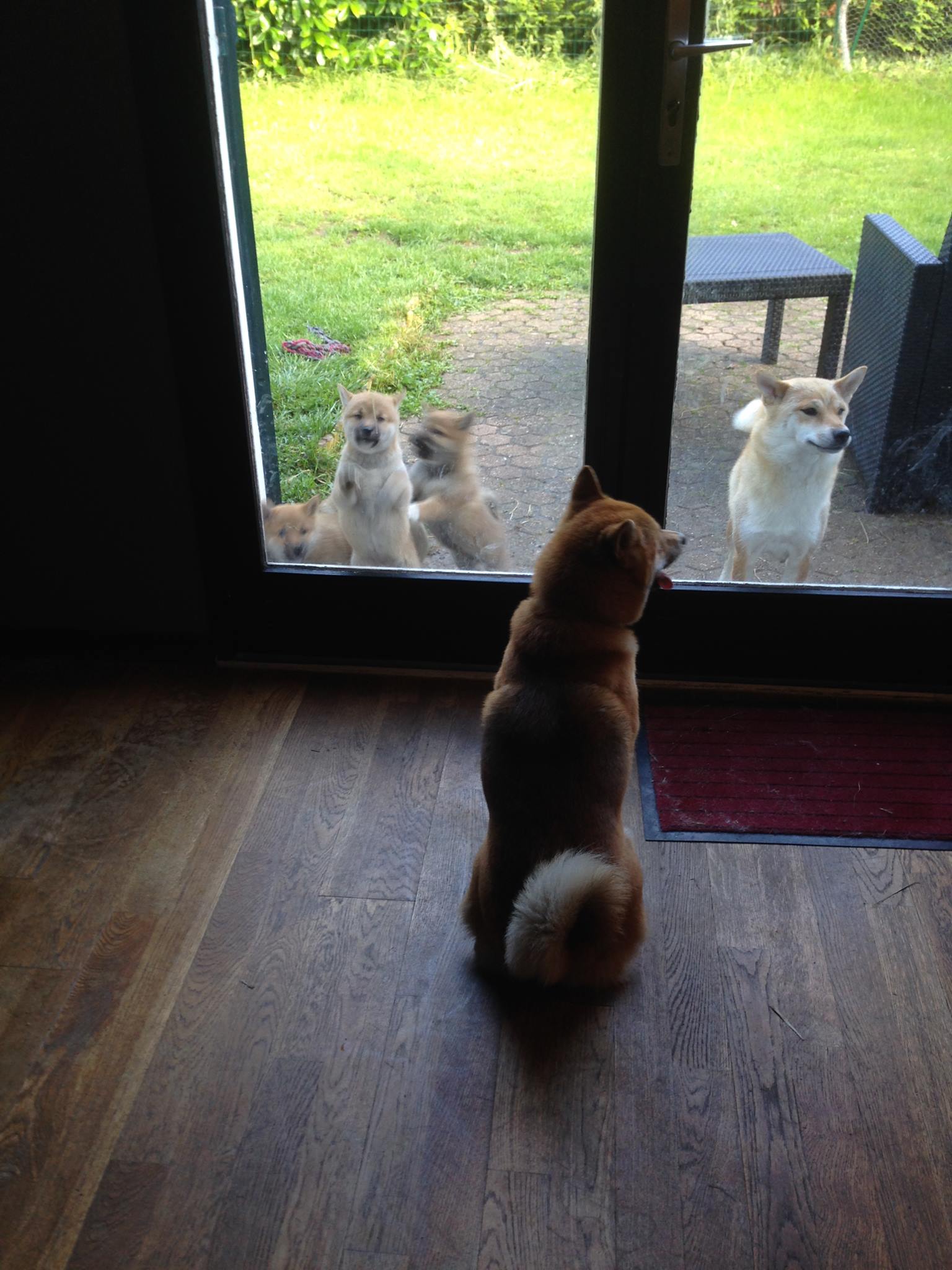 shiba inu meeting his puppies for first time