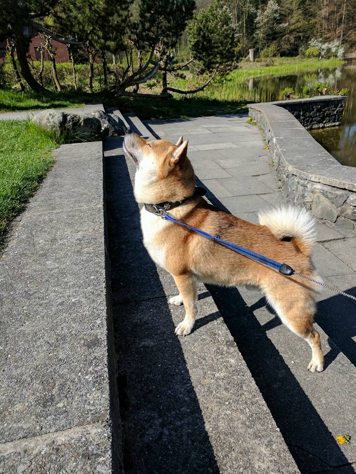 Shiba dog soaking up the sun