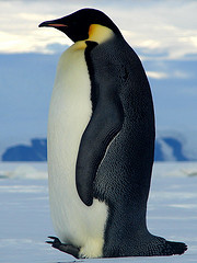 Emperor penguin