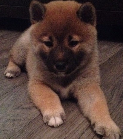 Suki the Shiba as a baby