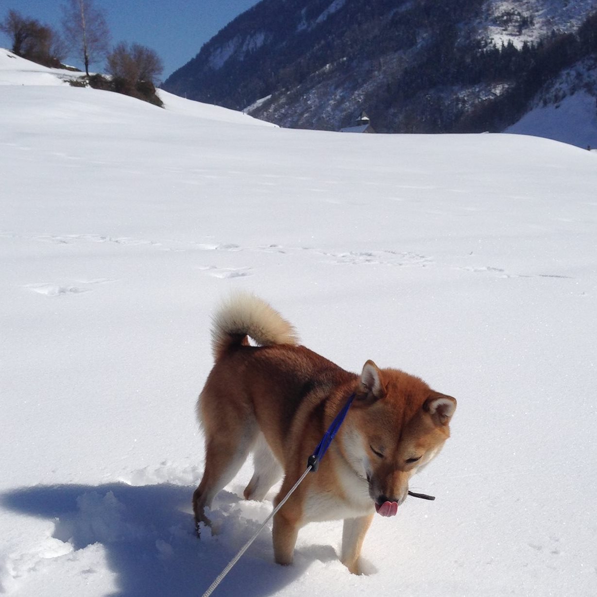 japanese dog breed shiba inu in snow