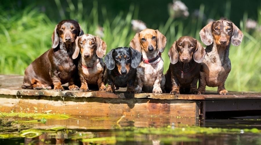 Group of Dachshunds