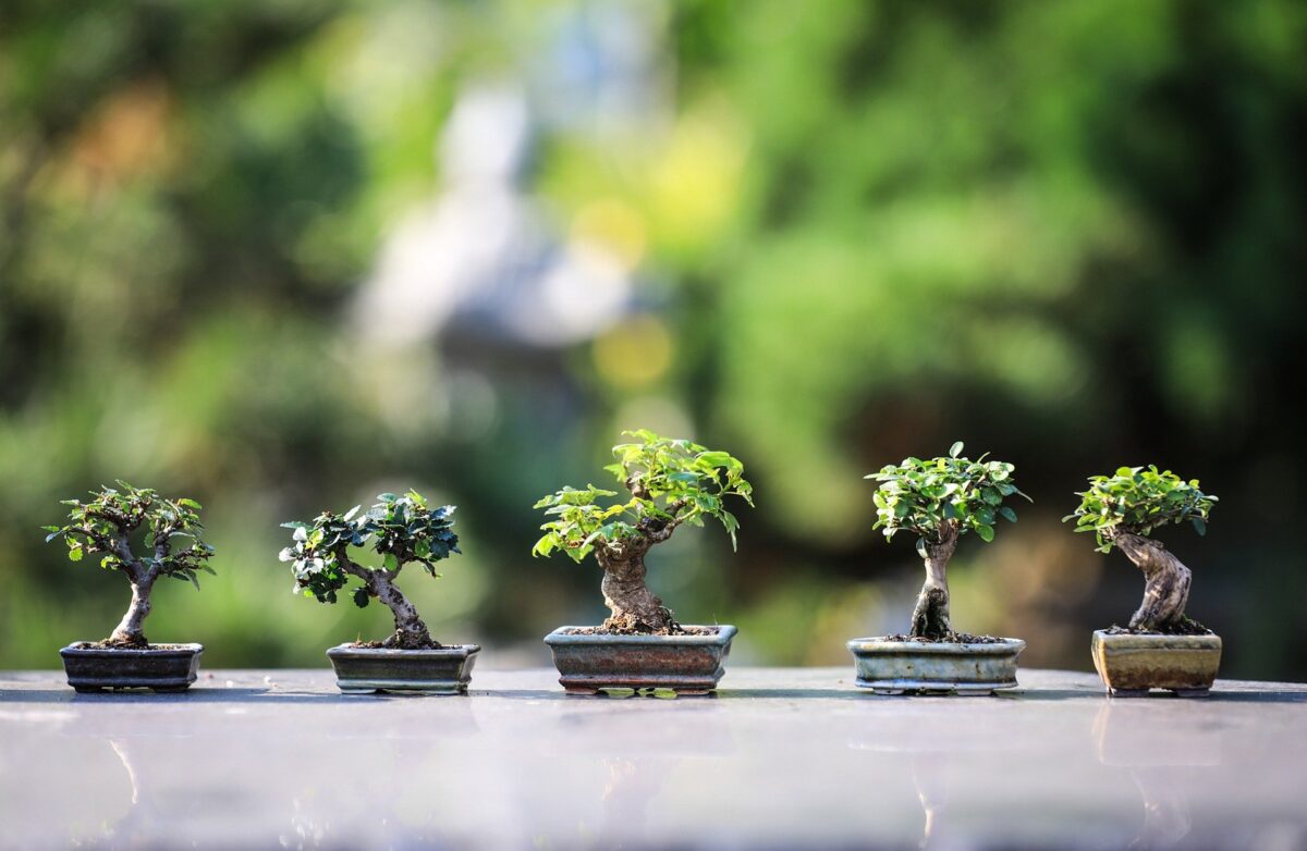5 small bonsais of different shapes planted on its own pot placed in a
    row side by side with a blurry green hues background and a shiny grey
    foreground 