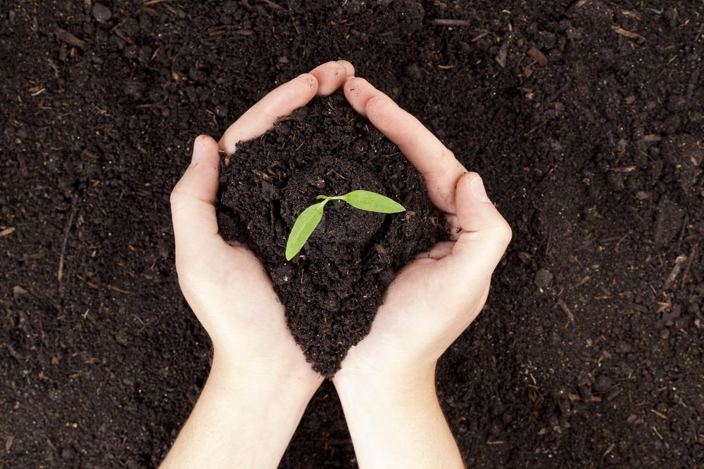 Hands holding beautiful healthy compost with a small green plant in the center