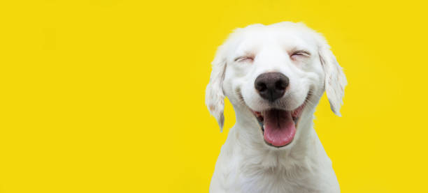 happy dog yellow background