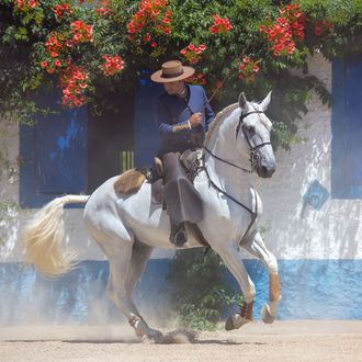 Lusitano in motion, traditional style