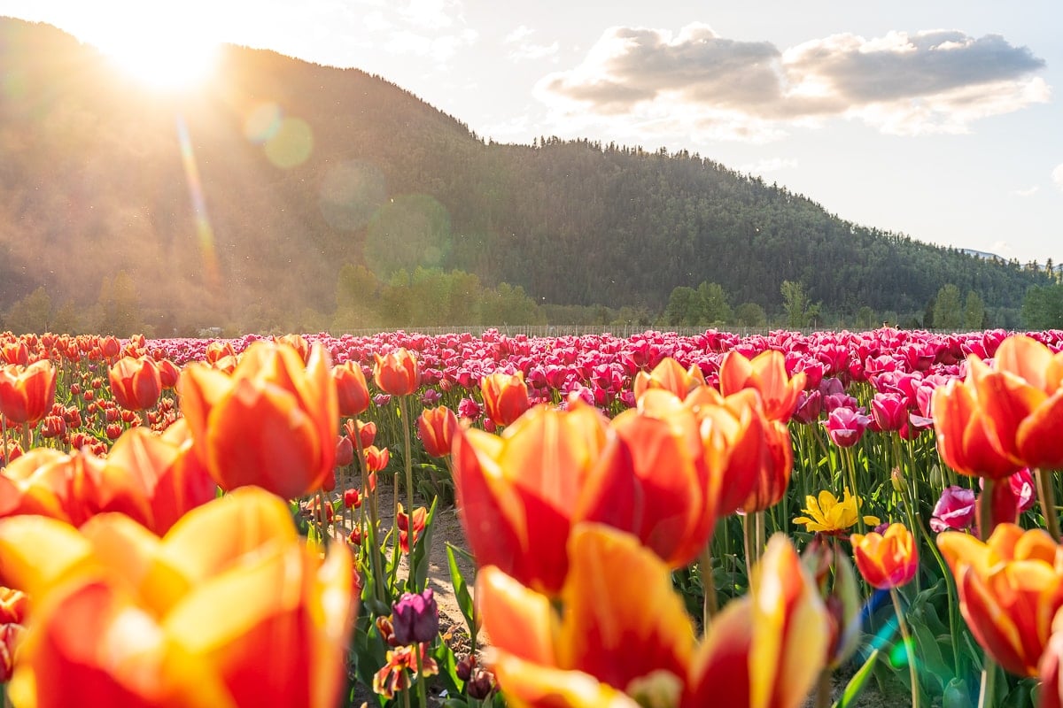 Tulip Field