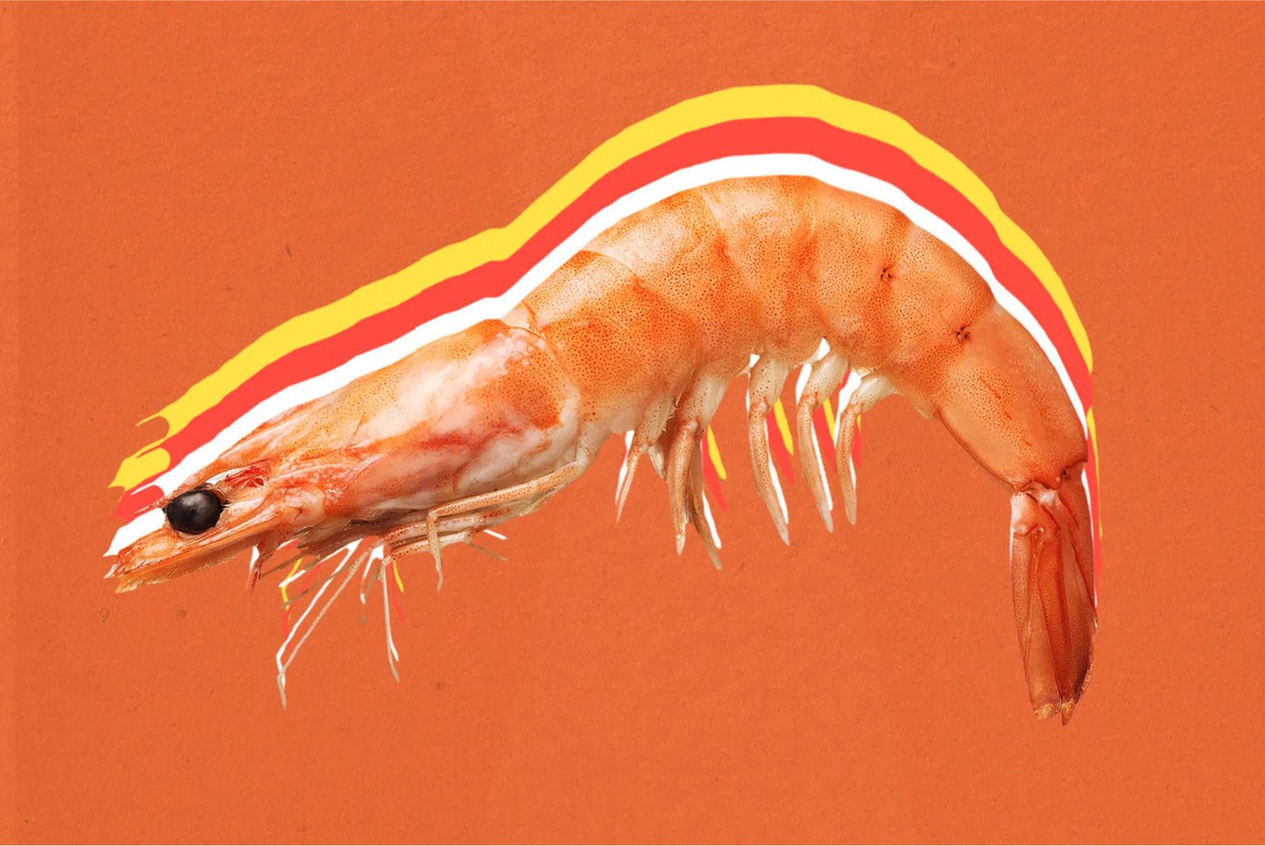 Shrimp