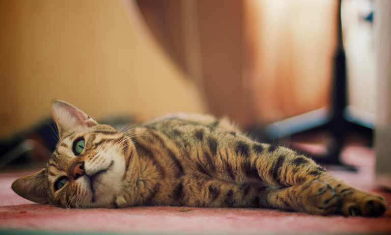 A cat laying on the floor