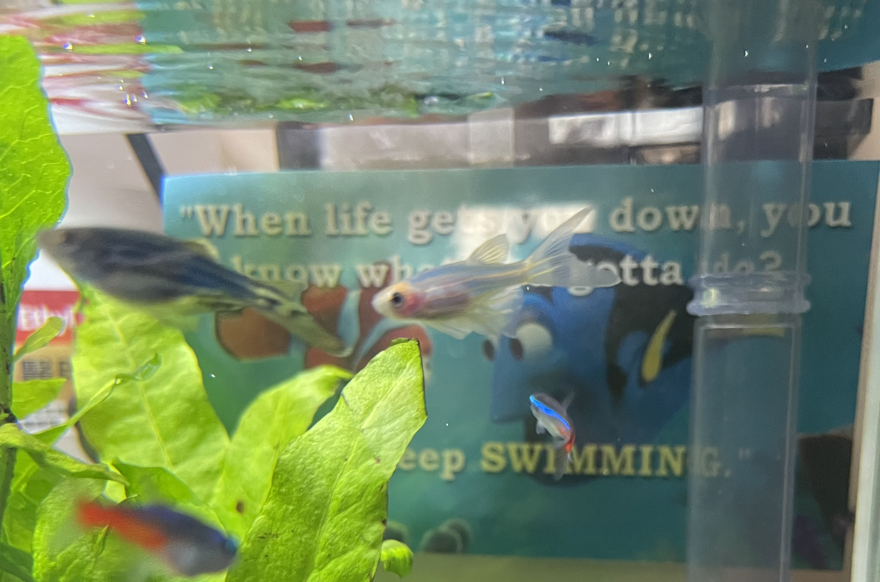 fish in tank with plant at the back