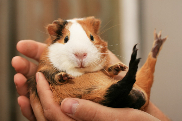 guinea pigs