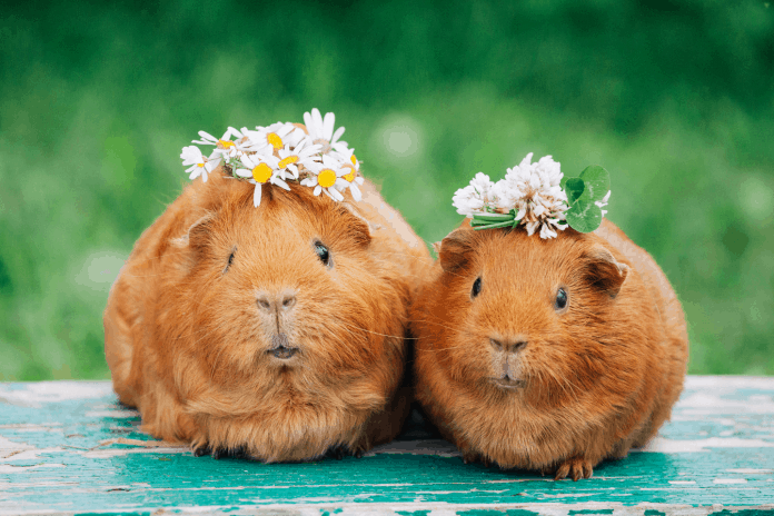 Guinea pig
