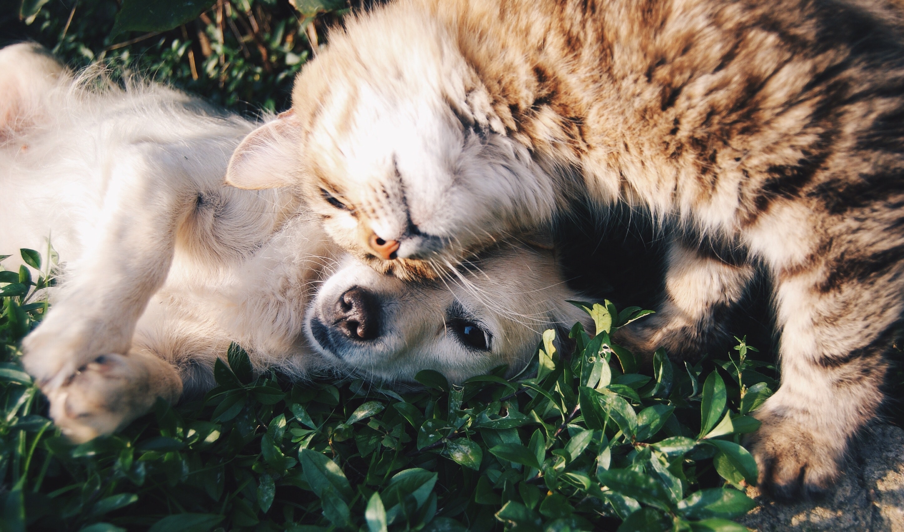Dog and cat playing