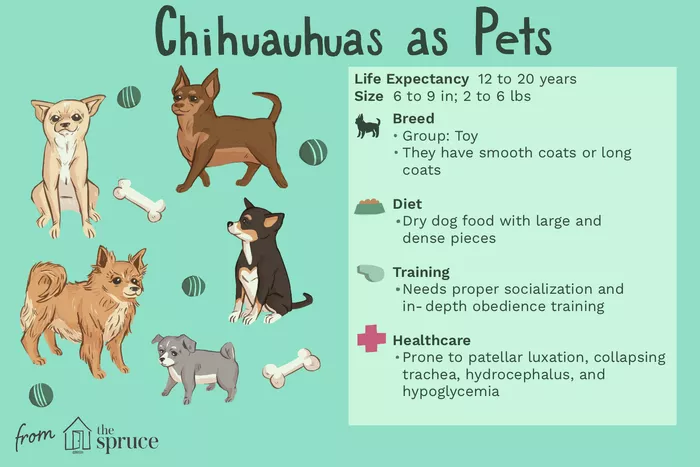 Chihuahua's as Pets