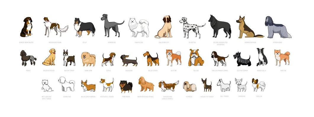 Dog Breeds