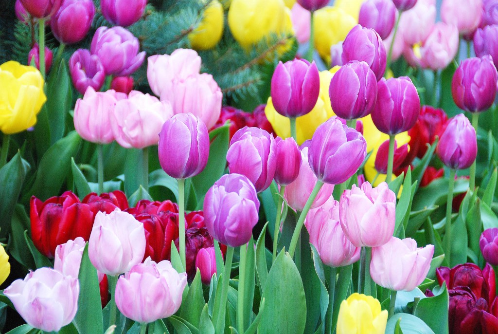 tulips