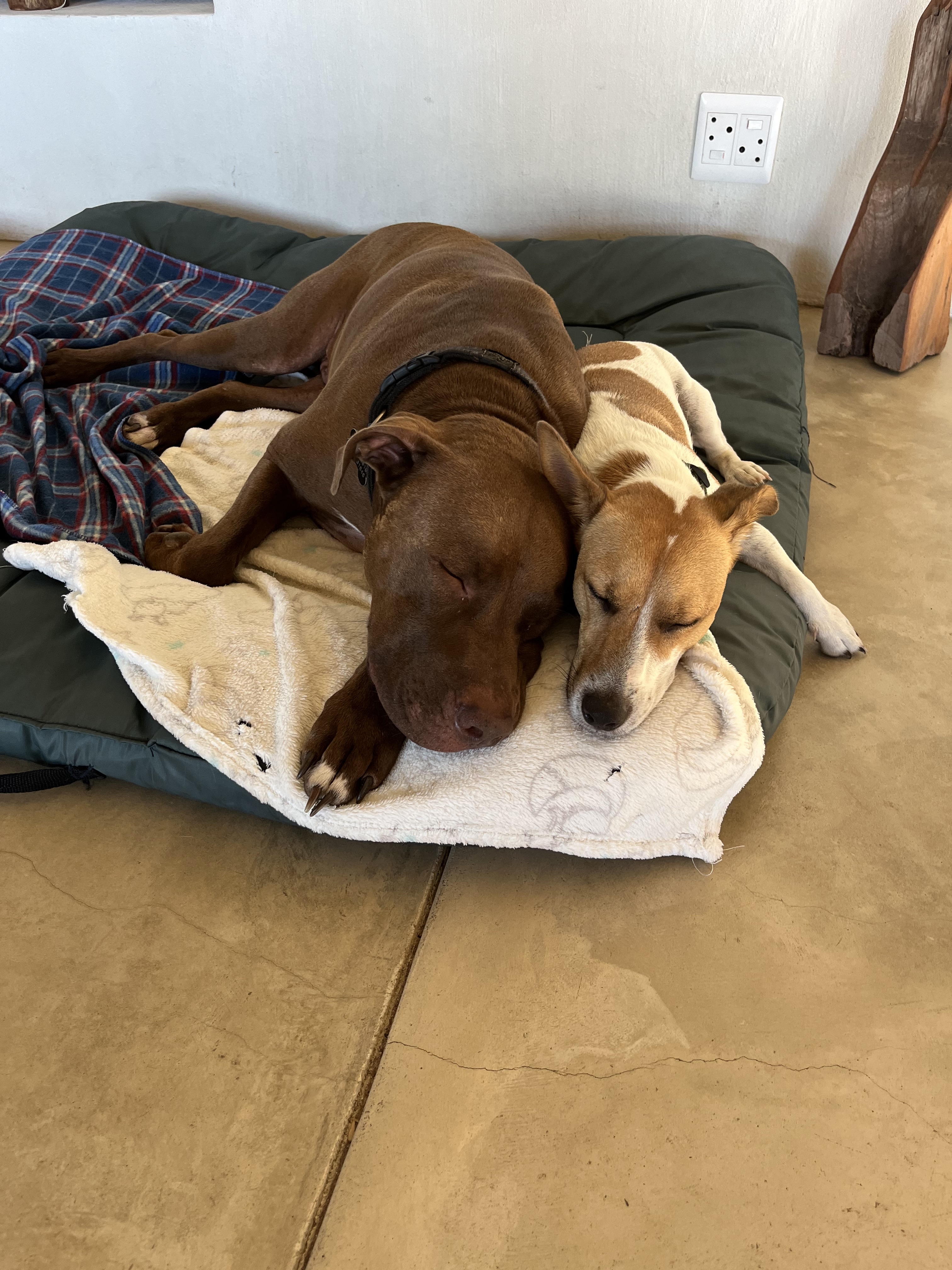 a pitbull and a jack russell sleeping next to each other on a dog bed