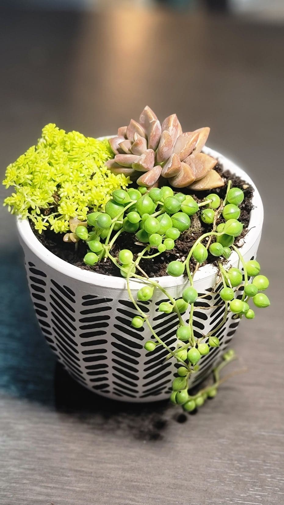 Succulent Arrangements