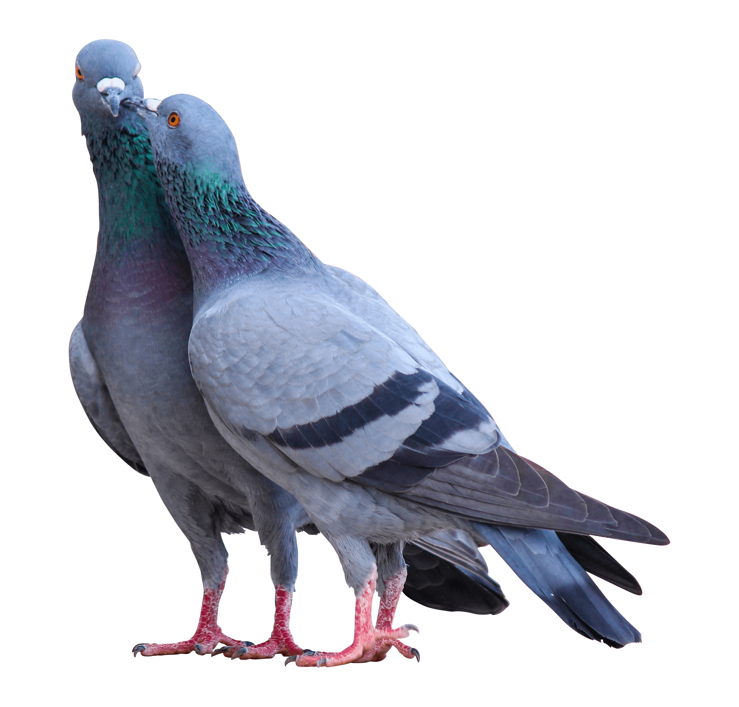 Two pigeons nuzzlingi