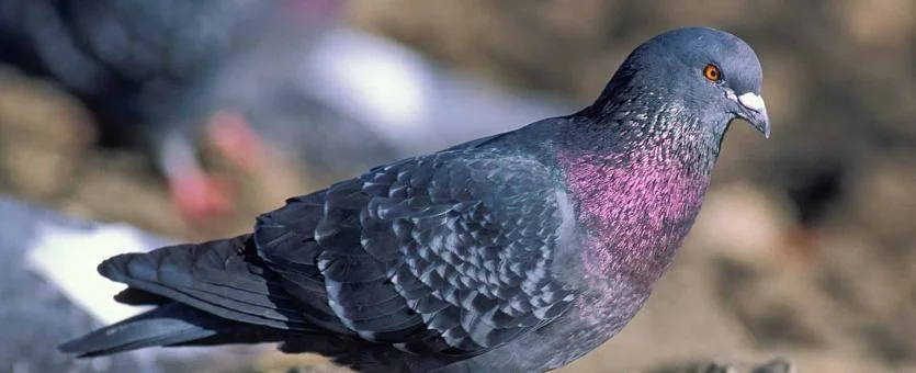A pigeon sitting on some rocks