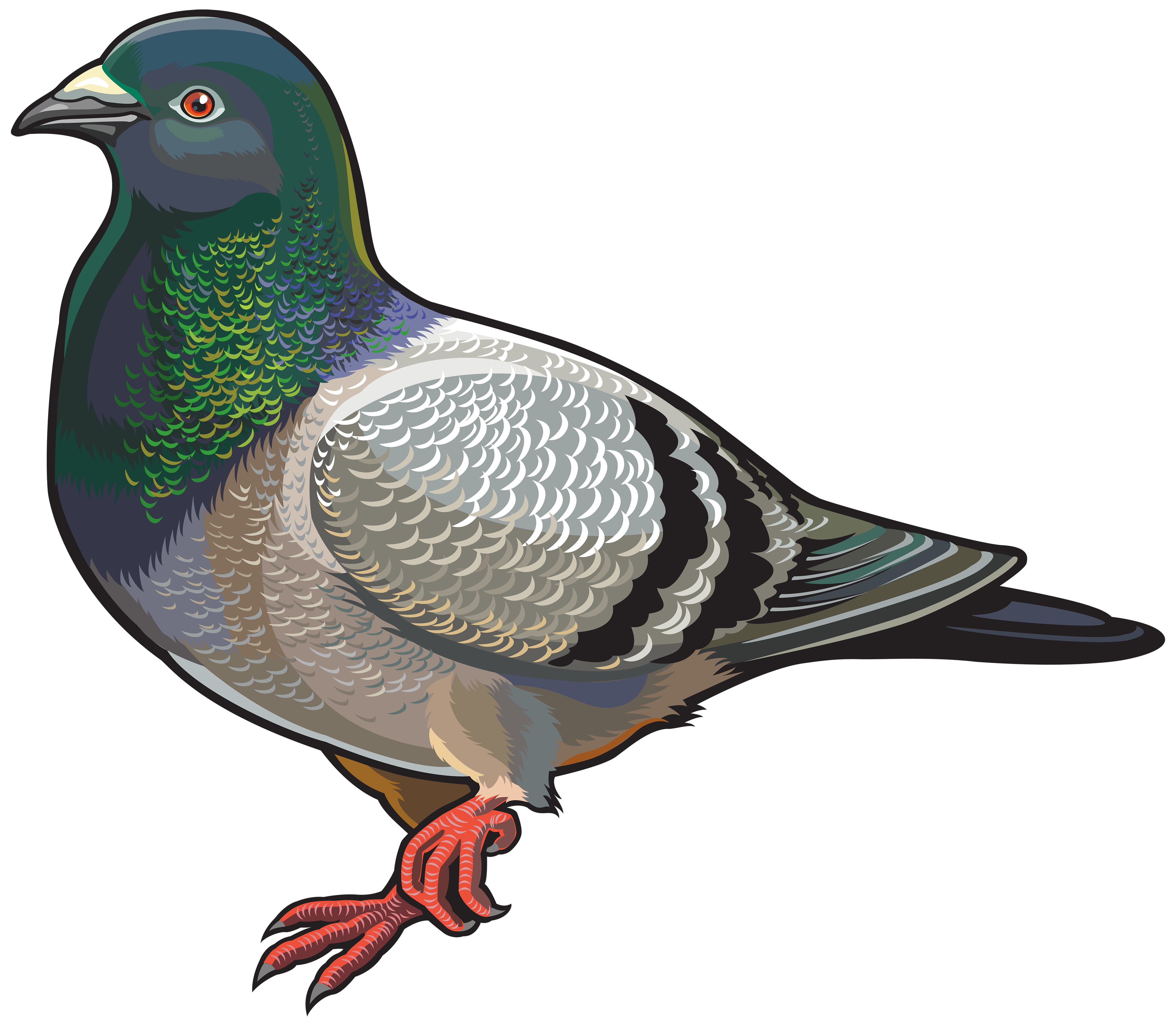 Pigeon facing left