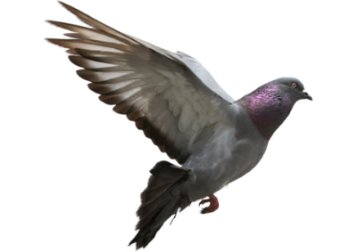 Pigeon flying