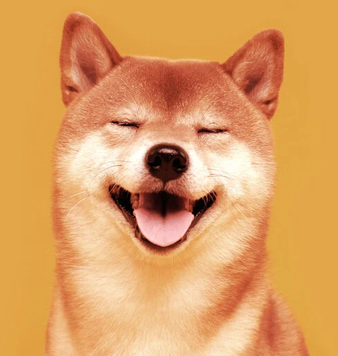 smiling shiba