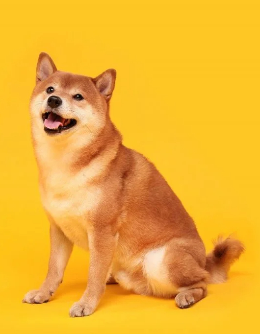sitting shiba