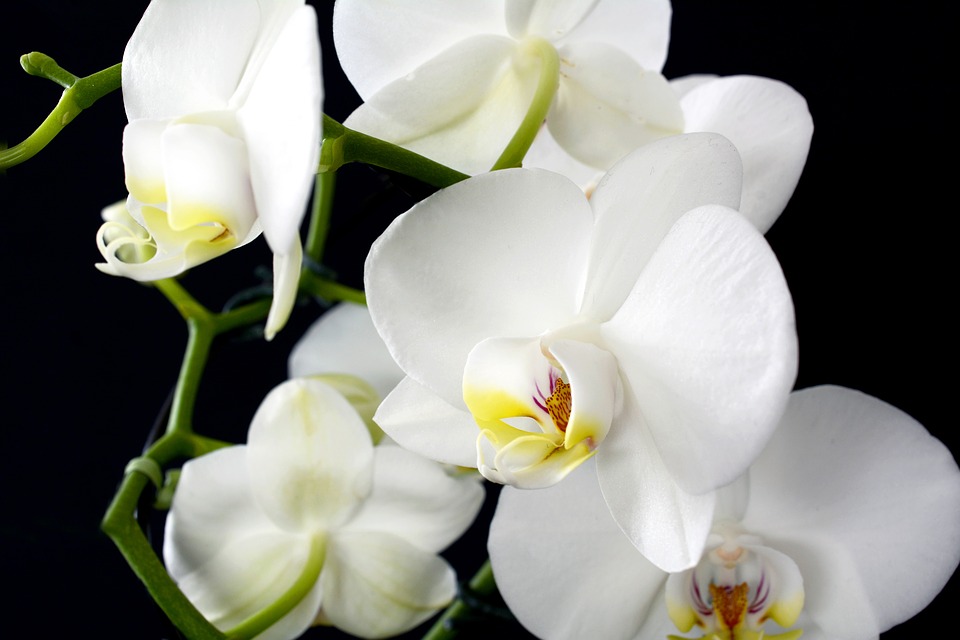 Orchid white blossom