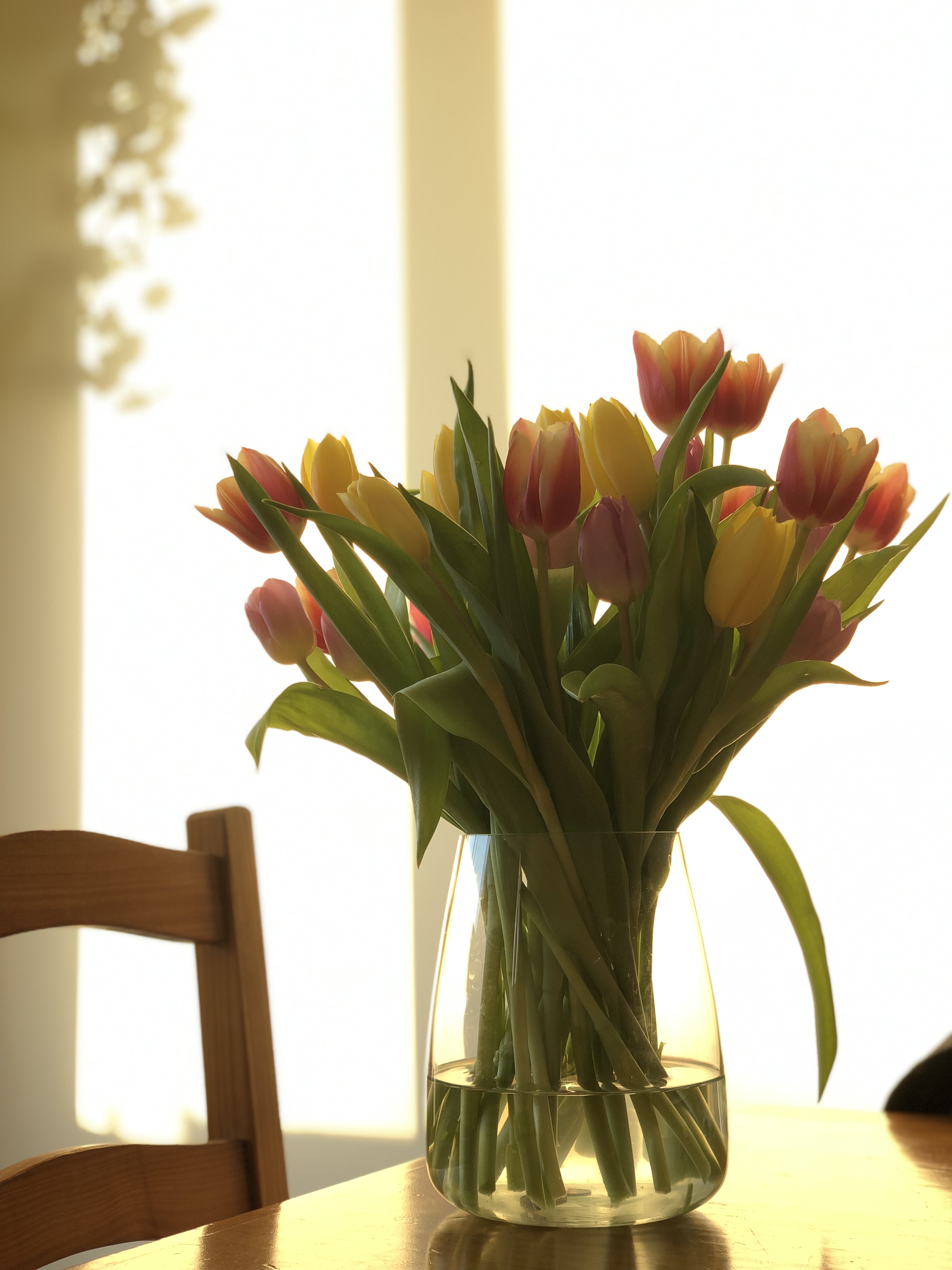 tulips