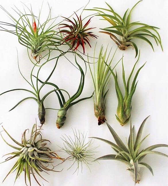 different air plant breeds
