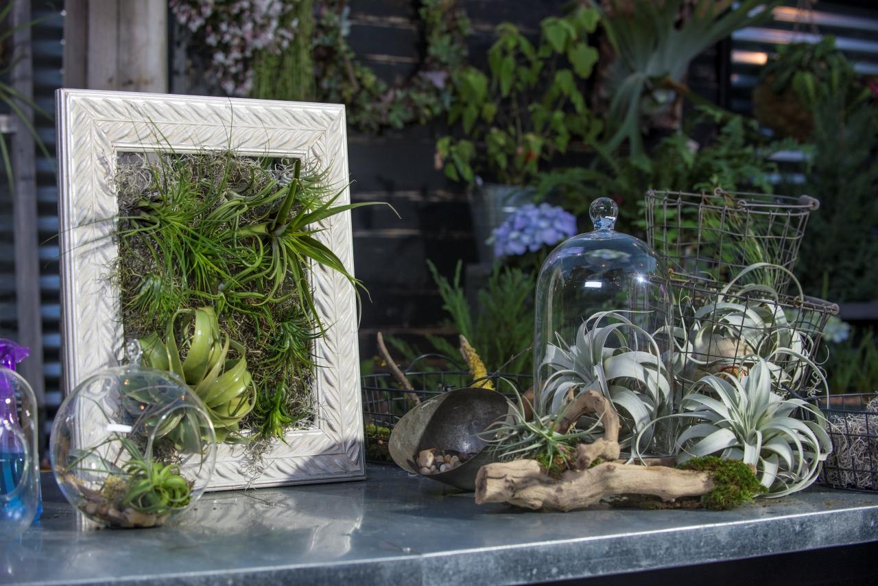 air plant collection