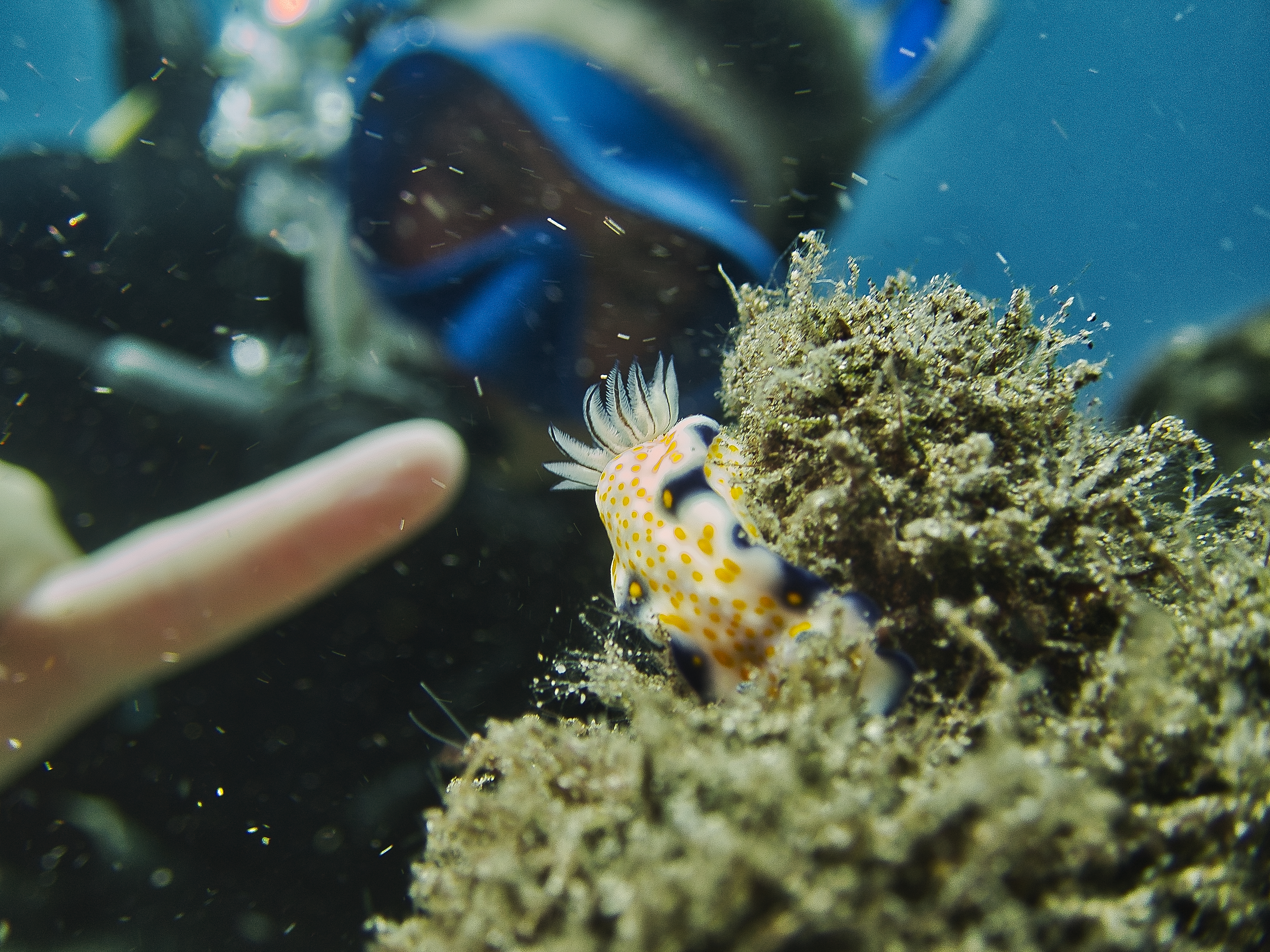 Scuba diver pointing at a nudibranch