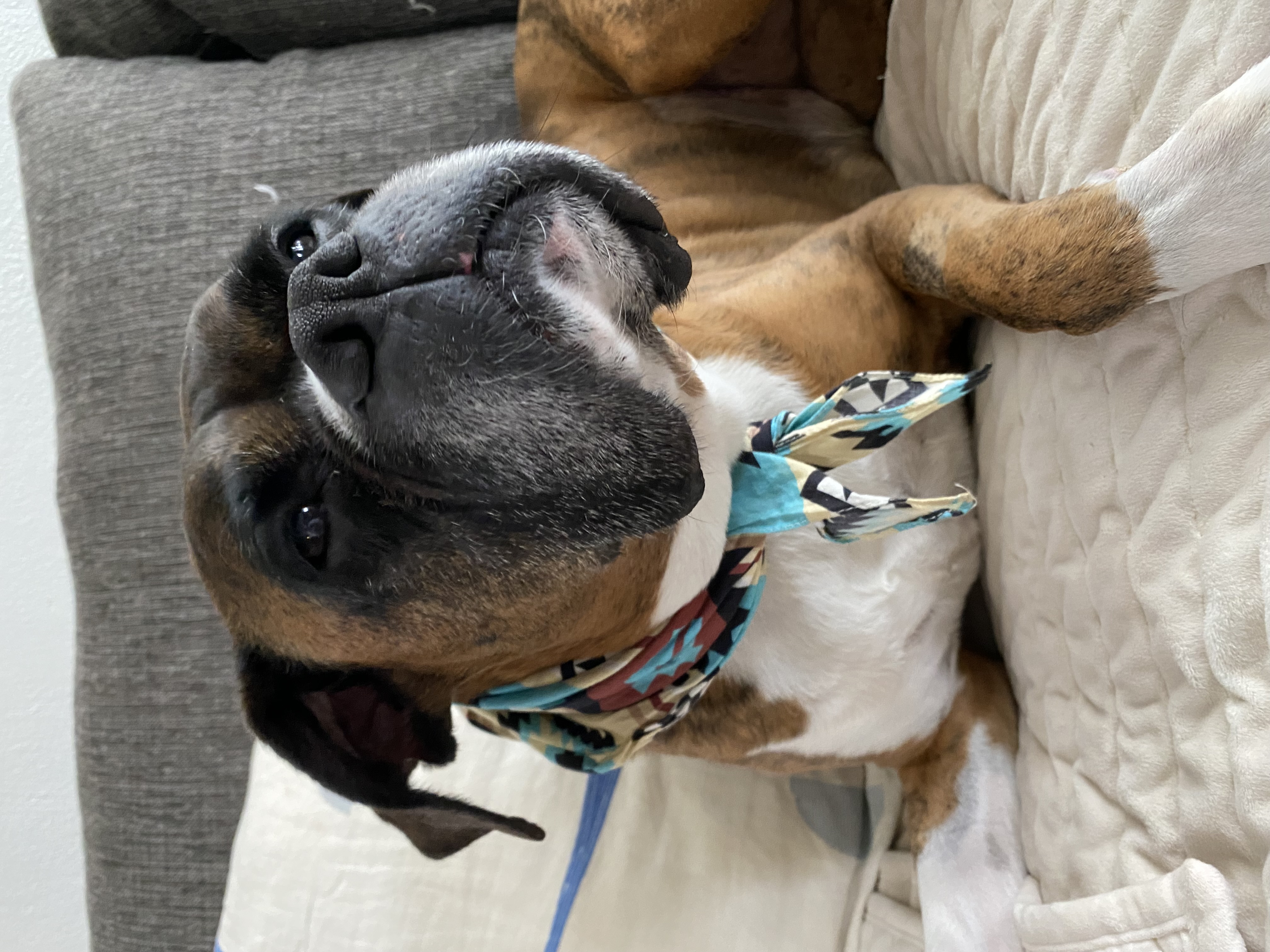 Bella the dog relaxing on the couch